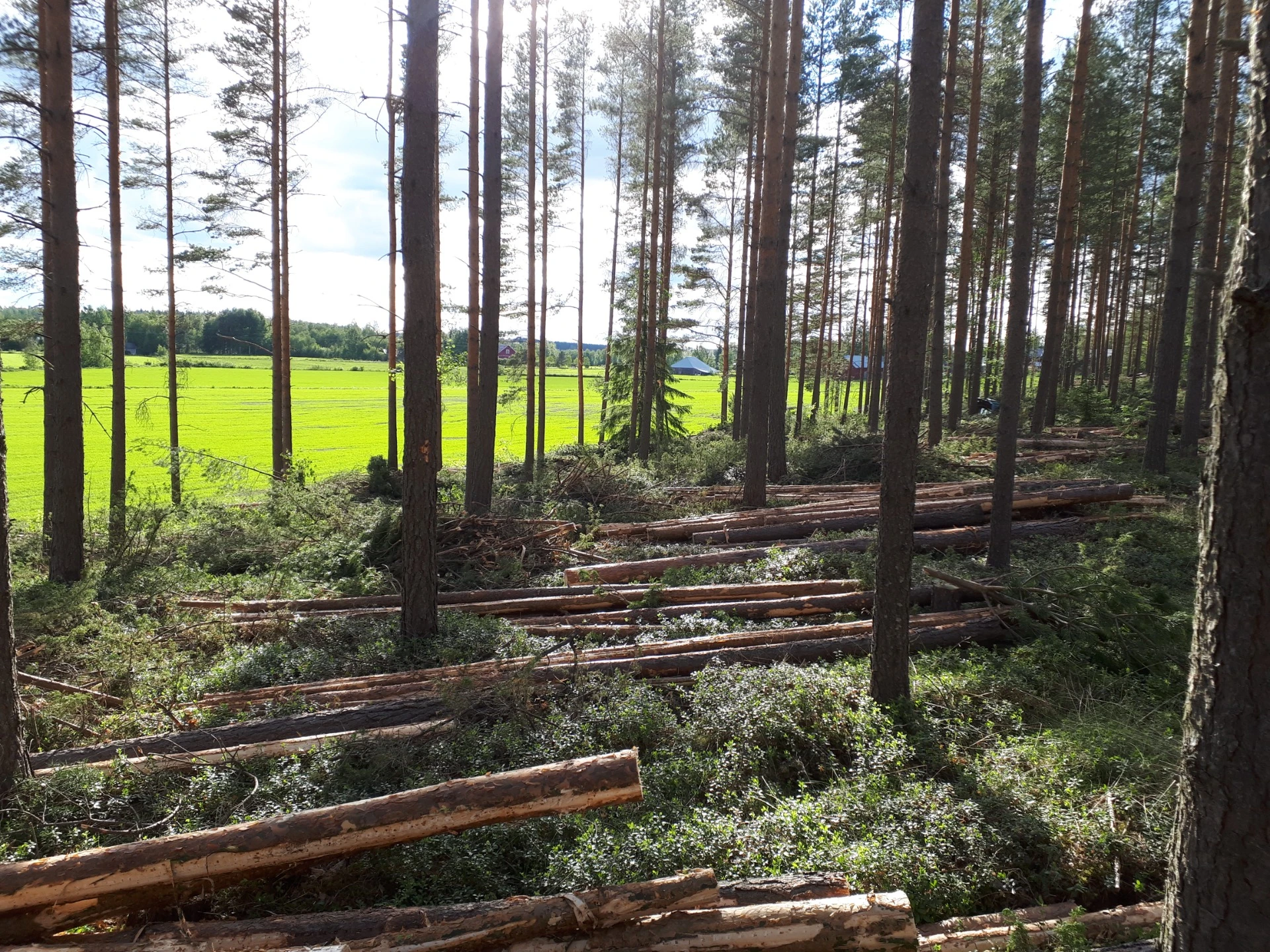 Hakkuukohde ja metsämaisema